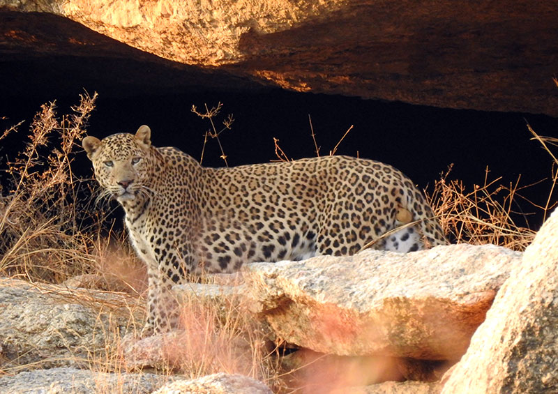 jawai leopard safari