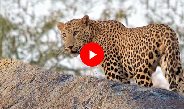 jawai bandh leopard safari