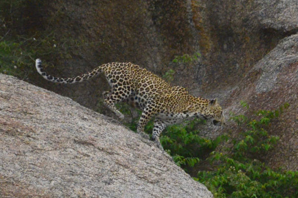 leopard in jawai