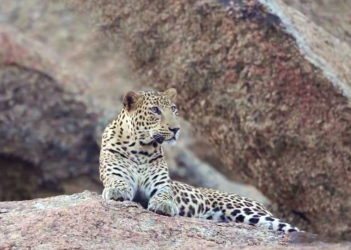 Jawai Hills | A Journey to Jawai Leopard Hills in Pali Rajasthan