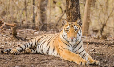 Wildlife Sanctuary | Top 10 Wildlife Sanctuaries in India