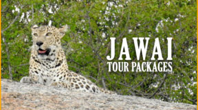 jawai leopard safari distance from udaipur