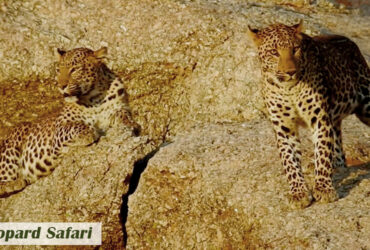 leopard safari Jawai