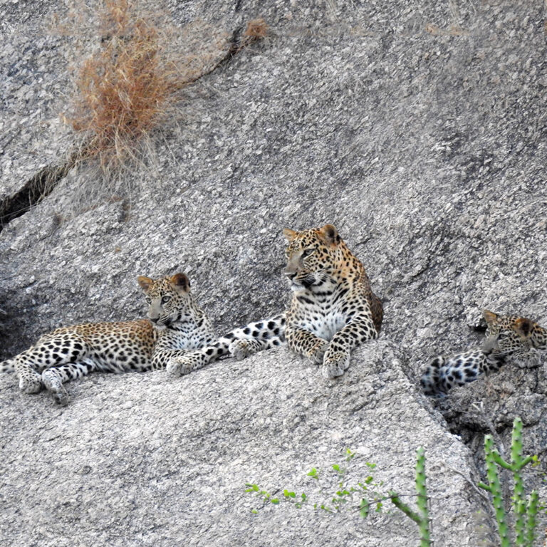 jawai dam stay. leopard safari & birds photography