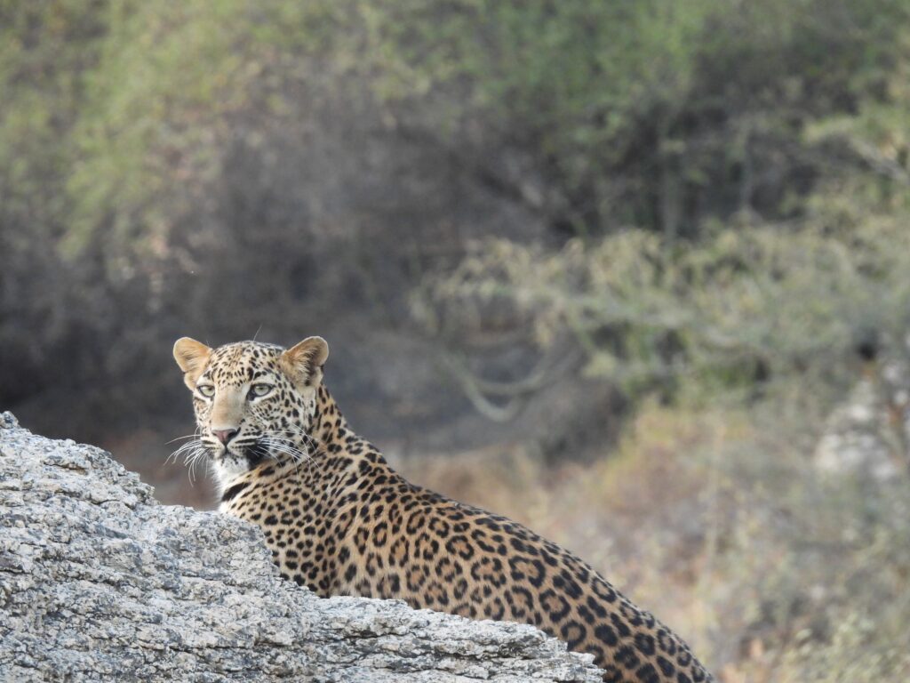 leopard safari jawai