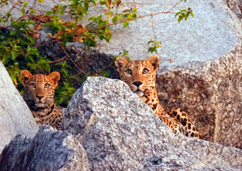 Bera Wildlife Safari