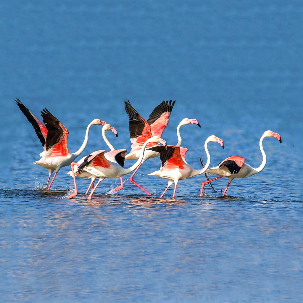 Flamingo birds