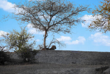 jawai national park