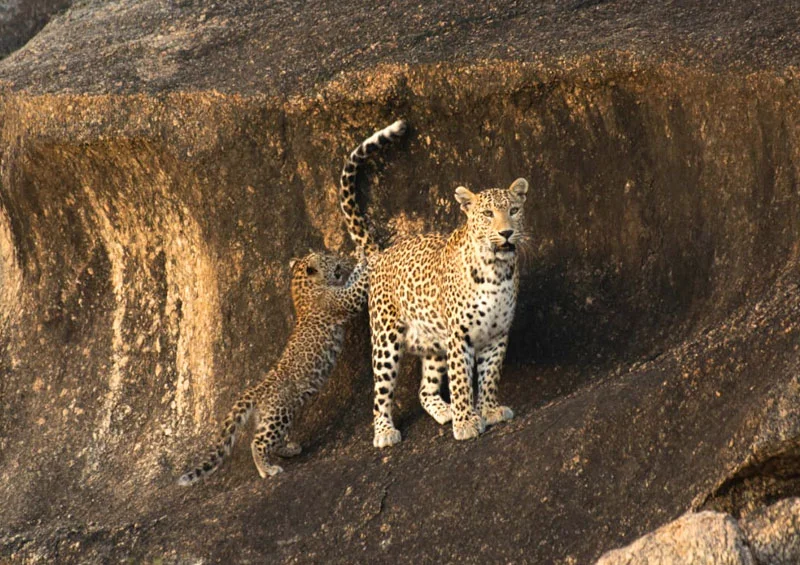 jawai safari1