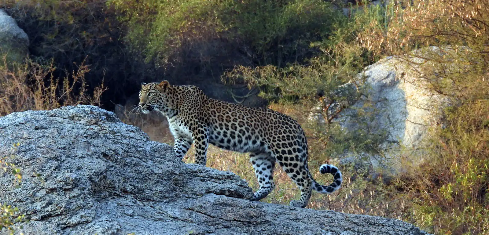 jawai leopard safari